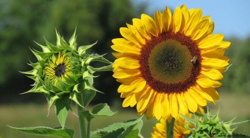 ¿Todavía puedes cultivar girasoles a fines del verano?