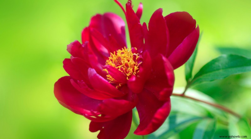 10 de las peonías más hermosas para cultivar en tu jardín