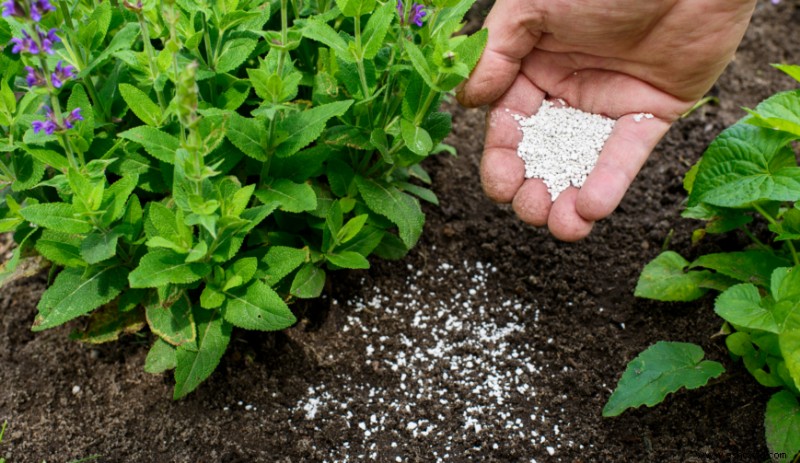 ¿Cuál es la mejor hora del día para fertilizar tus plantas?