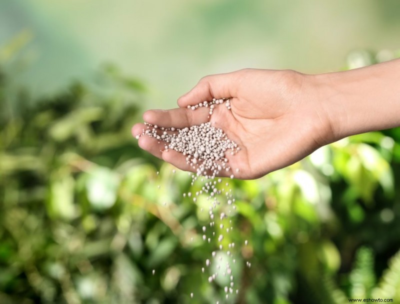 ¿Cuál es la mejor hora del día para fertilizar tus plantas?