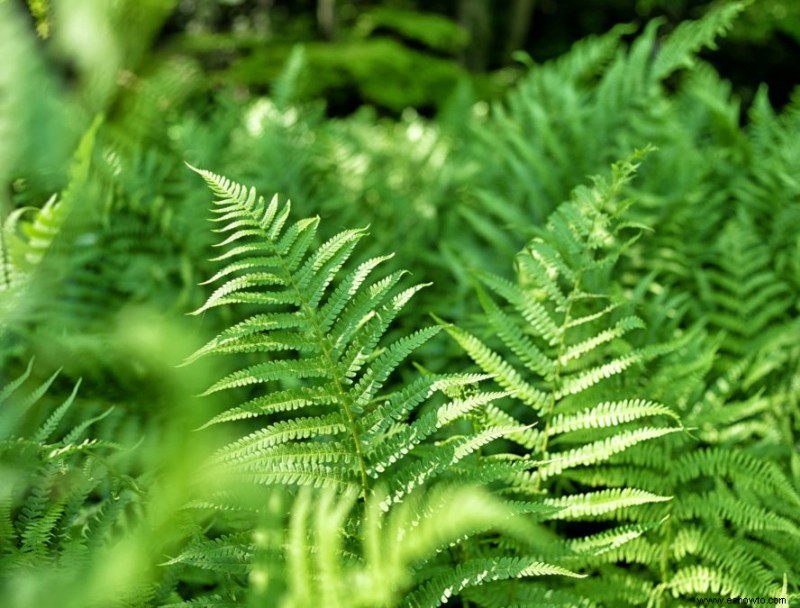 8 plantas de la selva para crear un jardín tropical