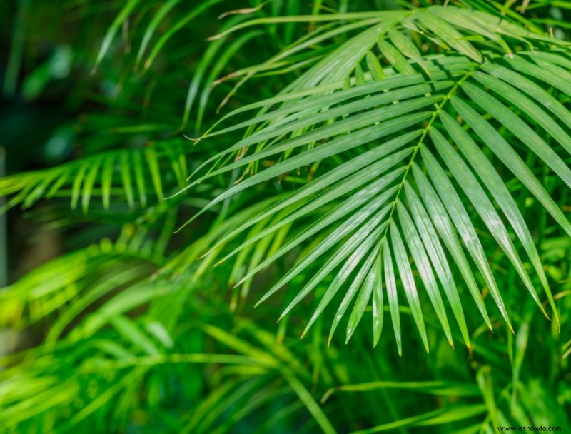8 plantas de la selva para crear un jardín tropical