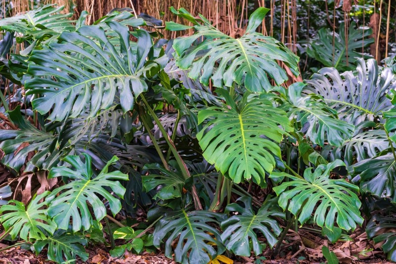 8 plantas de la selva para crear un jardín tropical