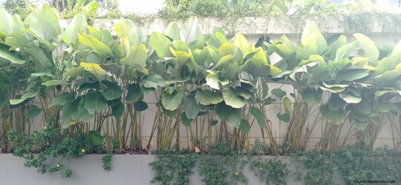 8 plantas de la selva para crear un jardín tropical