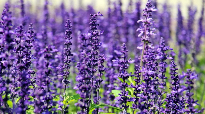 7 consejos para cultivar lavanda en cualquier clima