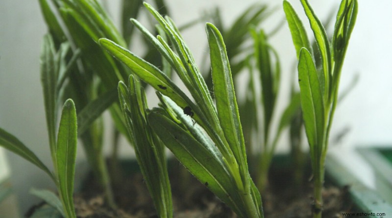 7 consejos para cultivar lavanda en cualquier clima