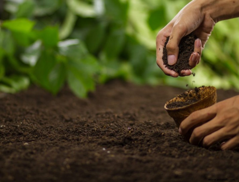 7 consejos para cultivar lavanda en cualquier clima