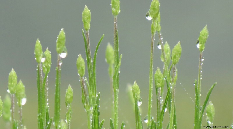 7 consejos para cultivar lavanda en cualquier clima