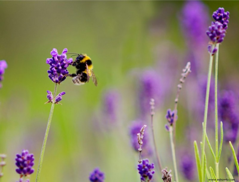 7 consejos para cultivar lavanda en cualquier clima