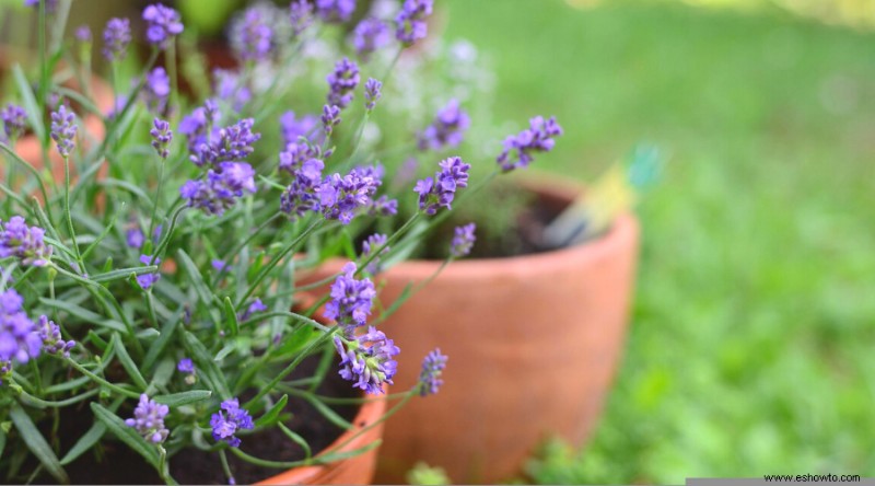 7 consejos para cultivar lavanda en cualquier clima