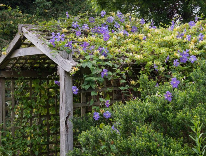 9 plantas trepadoras de crecimiento rápido para agregar a su espacio exterior