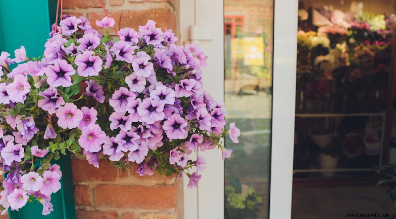 9 plantas trepadoras de crecimiento rápido para agregar a su espacio exterior