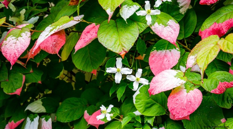 9 plantas trepadoras de crecimiento rápido para agregar a su espacio exterior