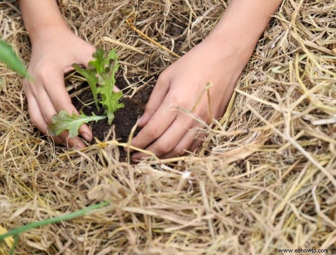 6 maneras de usar paja en su jardín