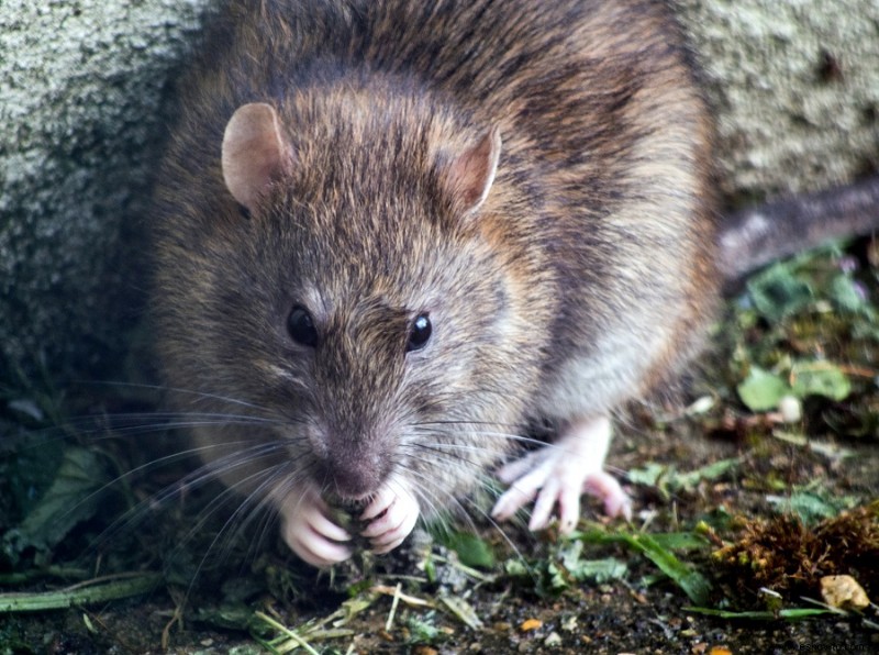 Cómo mantener a las ratas fuera de una pila de compost