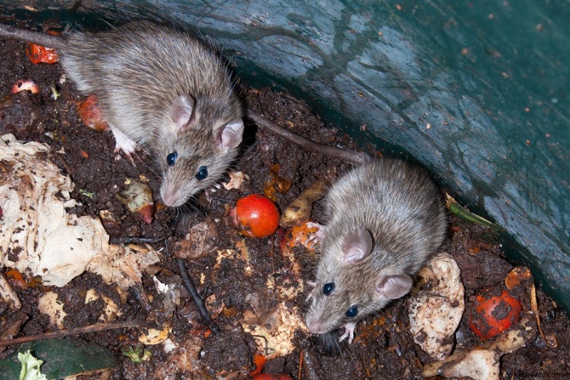 Cómo mantener a las ratas fuera de una pila de compost