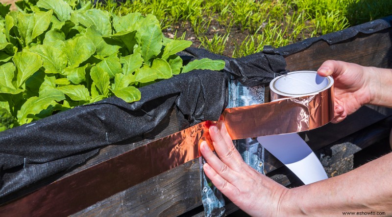 9 secretos de jardinería que los expertos nunca te cuentan