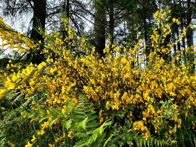 5 plantas que debe evitar crecer en su jardín