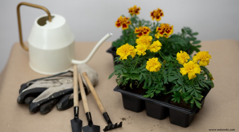 Cómo cultivar y cuidar las caléndulas