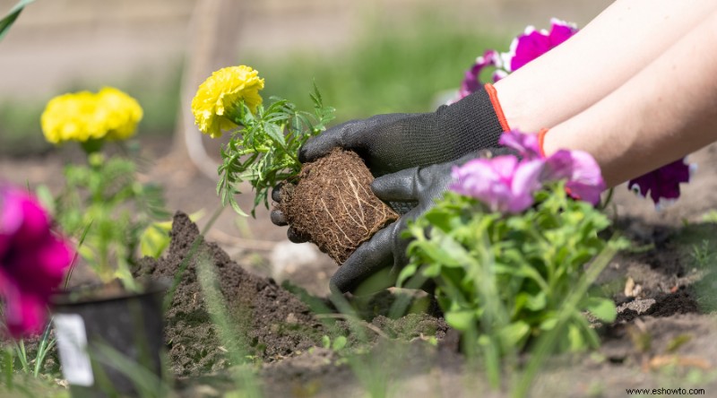 Cómo cultivar y cuidar las caléndulas