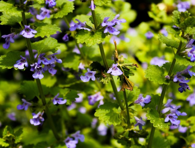 7 plantas comunes que no debes comprar para tu jardín