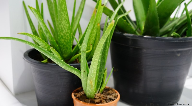 7 plantas comunes que no debes comprar para tu jardín