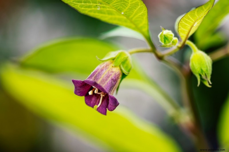 7 plantas comunes que no debes comprar para tu jardín