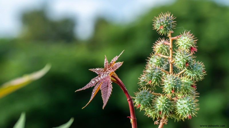 7 plantas comunes que no debes comprar para tu jardín