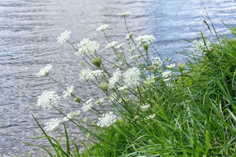 5 plantas que nunca debes tocar