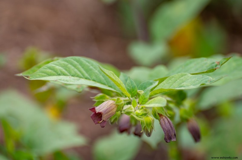 5 plantas que nunca debes tocar