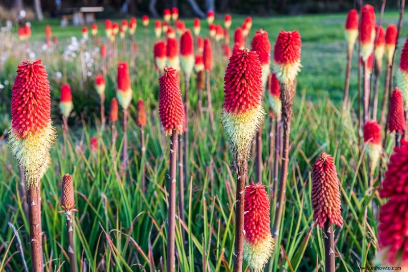 6 flores rojas, blancas y azules para un jardín patriótico