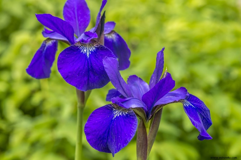 6 flores rojas, blancas y azules para un jardín patriótico