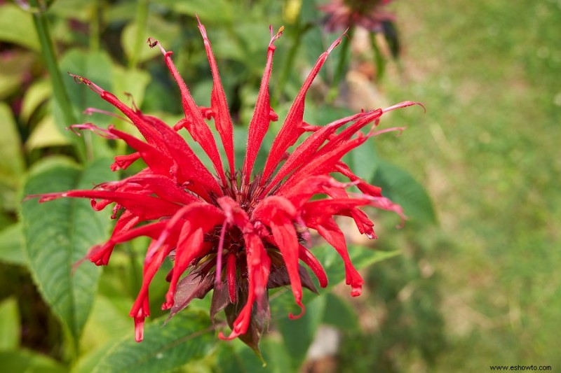 6 flores rojas, blancas y azules para un jardín patriótico