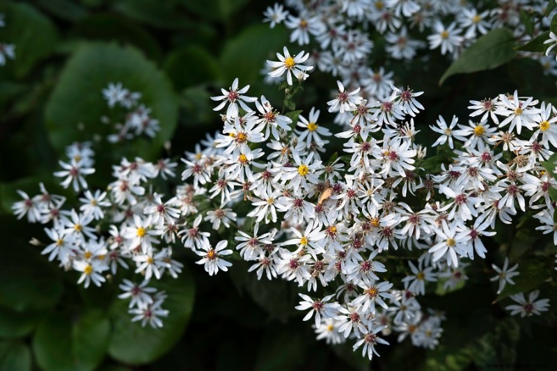 6 flores rojas, blancas y azules para un jardín patriótico