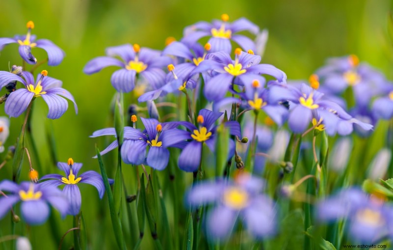 6 flores rojas, blancas y azules para un jardín patriótico