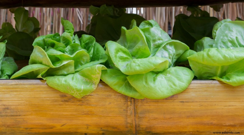 Cómo cultivar lechuga en contenedores