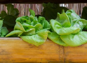 Guía completa para cultivar lechuga en contenedores: fácil, rentable y todo el año