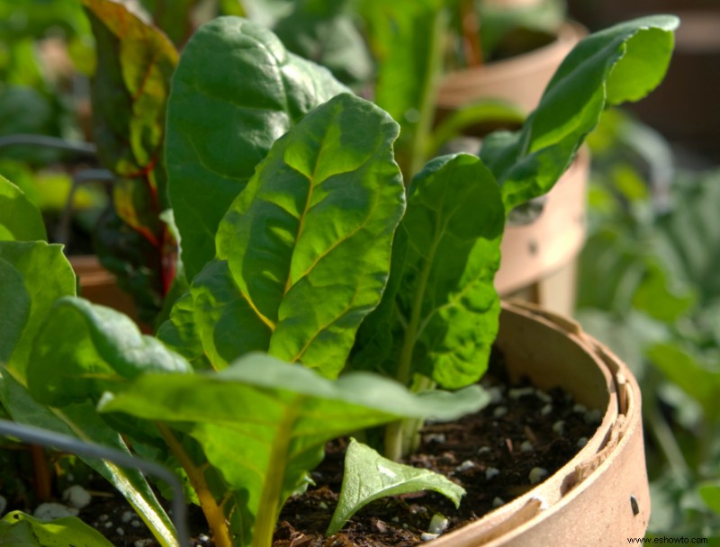 Cómo cultivar lechuga en contenedores