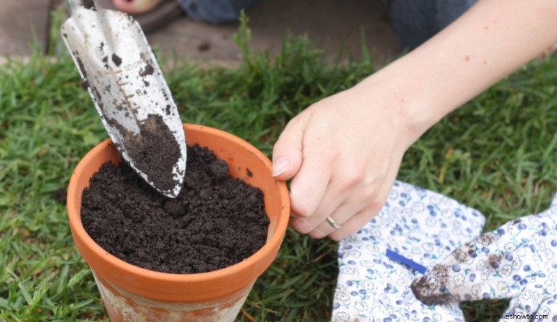 Cómo cultivar lechuga en contenedores