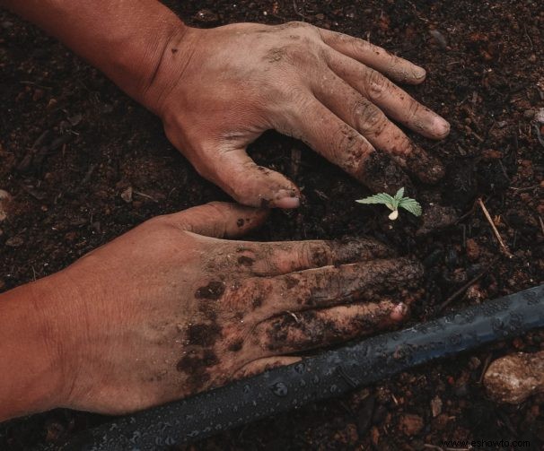 Cómo cultivar lechuga en contenedores