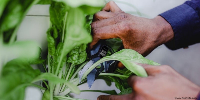 Cómo cultivar lechuga en contenedores