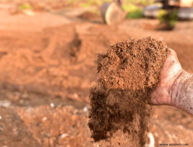 ¿Qué tierra para macetas es mejor para las plantas de serpientes?