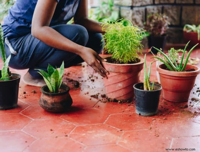 ¿Qué tierra para macetas es mejor para las plantas de serpientes?