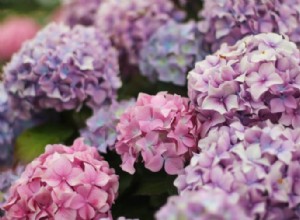 5 Plantas Ideales para Podar a Finales del Verano: Guía Experta para un Jardín Saludable