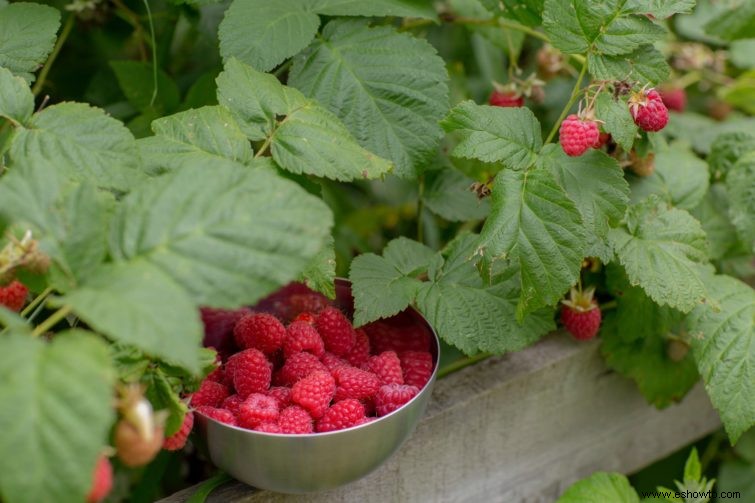 5 plantas para podar a fines del verano