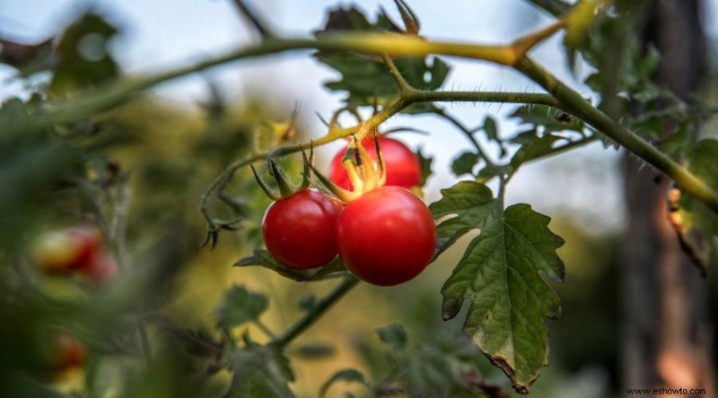 Cómo y cuándo podar las plantas de tomate