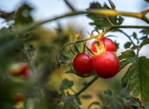 Cómo y cuándo podar las plantas de tomate