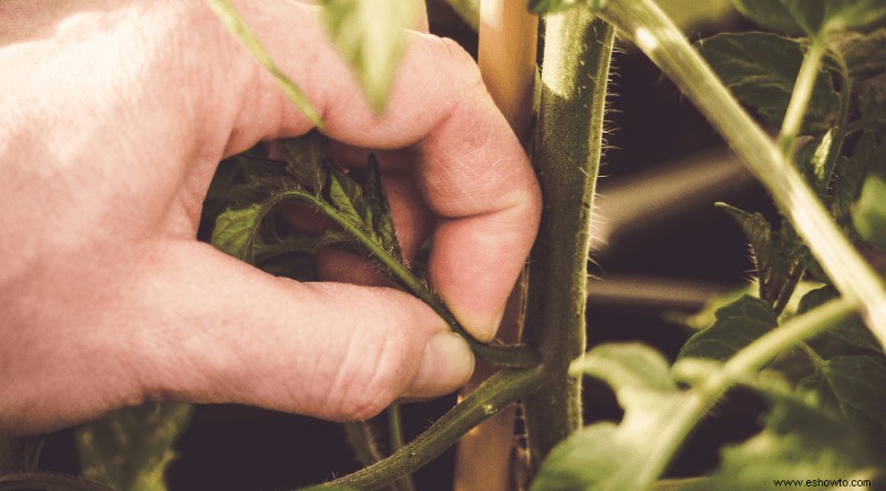 Cómo y cuándo podar las plantas de tomate