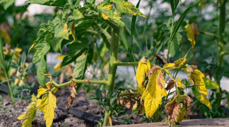 Cómo y cuándo podar las plantas de tomate