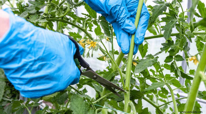 Cómo y cuándo podar las plantas de tomate